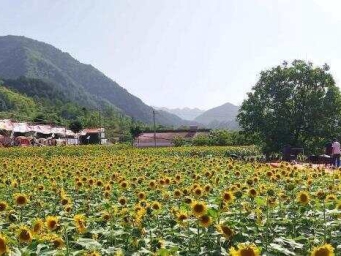 秦岭深处向日葵盛放 花海音乐节引游人驻足