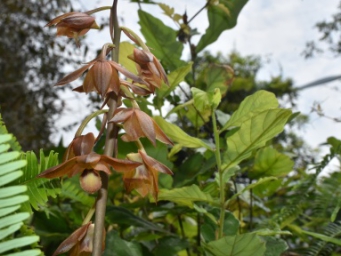 贺州市钟山县发现9株濒危保护野生植物——无叶美冠兰