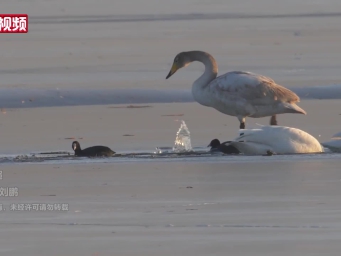 大天鹅飞抵青海察尔汗盐湖淡水区