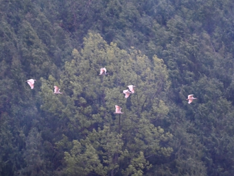 四川首次发现野生朱鹮夏季栖息行为